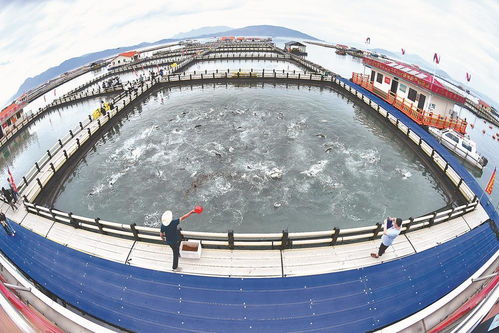 海清魚躍喜豐收 海水養(yǎng)殖技術(shù)研發(fā)的突破與前景