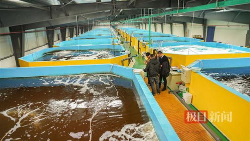 武漢內(nèi)陸研發(fā)海水養(yǎng)殖技術(shù)，2毫米對蝦苗兩月游上市民餐桌