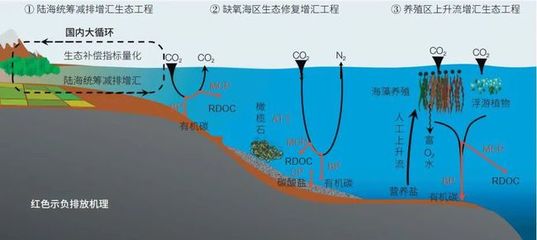 海洋負(fù)排放技術(shù) 焦念志院士領(lǐng)航，以海水養(yǎng)殖創(chuàng)新助力國(guó)家碳中和目標(biāo)
